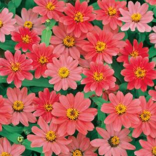 花の種（営利用）ジニア ヒャクニチソウ プロフュージョン コーラルピンク 1000粒 サカタのタネ 種苗（メール便発送）の画像