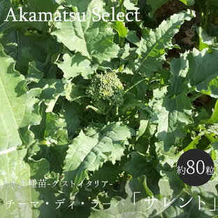 【ネコポス対応】 チーマ・ディ・ラーパ 菜の花 種子 サレント 80粒入りの画像