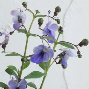 草花の苗/クレロデンドルム（ロテカ）：ブルーウイング3-3.5号ポットの画像