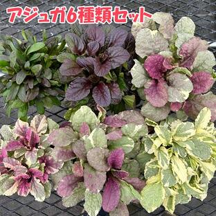 【当店農場生産】アジュガ 6種類セット 耐寒性多年草 グランドカバーの画像