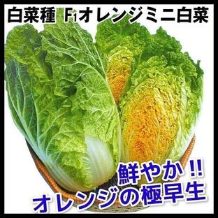 種 野菜たね ハクサイ F1オレンジミニ白菜 1袋(2ml)の画像