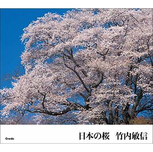 日本の桜の画像