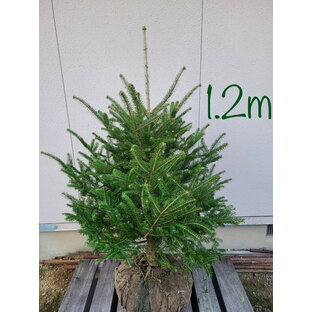 【常緑樹:モミノキ単木 根巻 1.2m】常緑中高木 針葉樹 現品の画像