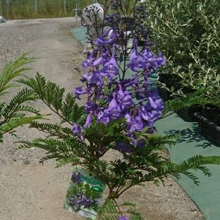 花木 庭木の苗/ジャカランダ：日南ブルー6号鉢植えの画像