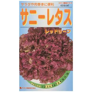 カネコ種苗 園芸・種 KS100シリーズ サニーレタス レッドリーフ 野菜100 547の画像