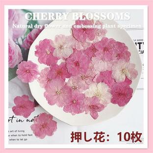 【48h限定450→340円】押し花 天然花 桜 ハンドメイド デコパーツ ドライフラワー DIYネイル 押し花アート 化粧 手芸 パーツ ブリザードフラワー UVレジン 10枚の画像